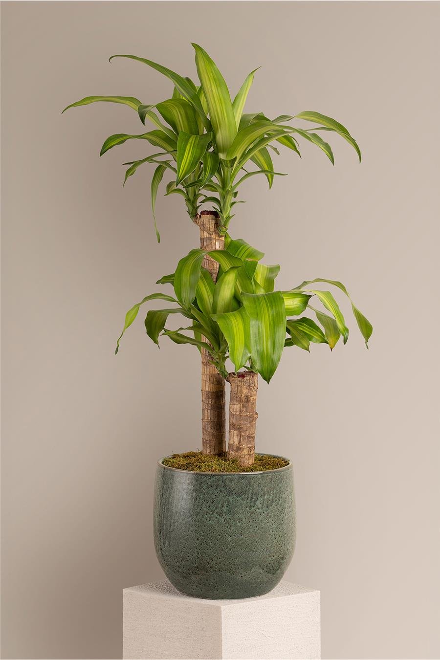 Dracena Massengena Bitkisi