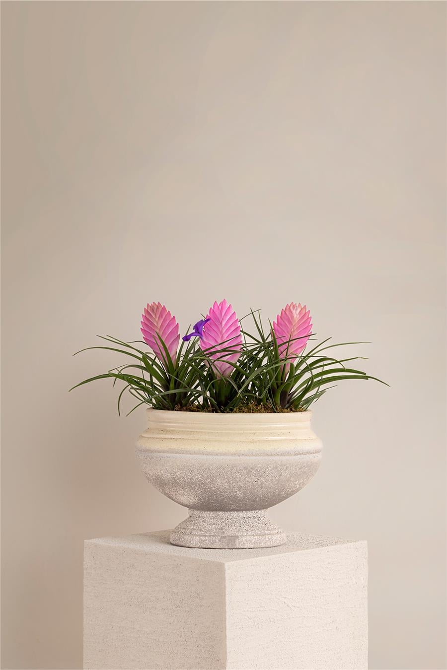 Pembe Tillandsia Çiçeği
