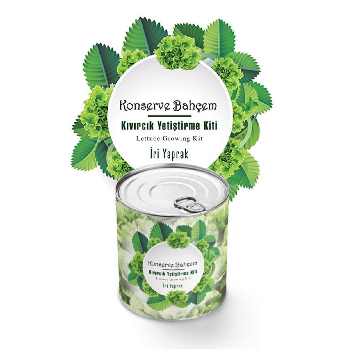 Çarşı Point® Konserve Bahçem Evde Konservede İri Yapraklı Kıvırcık Yetiştirme Kiti