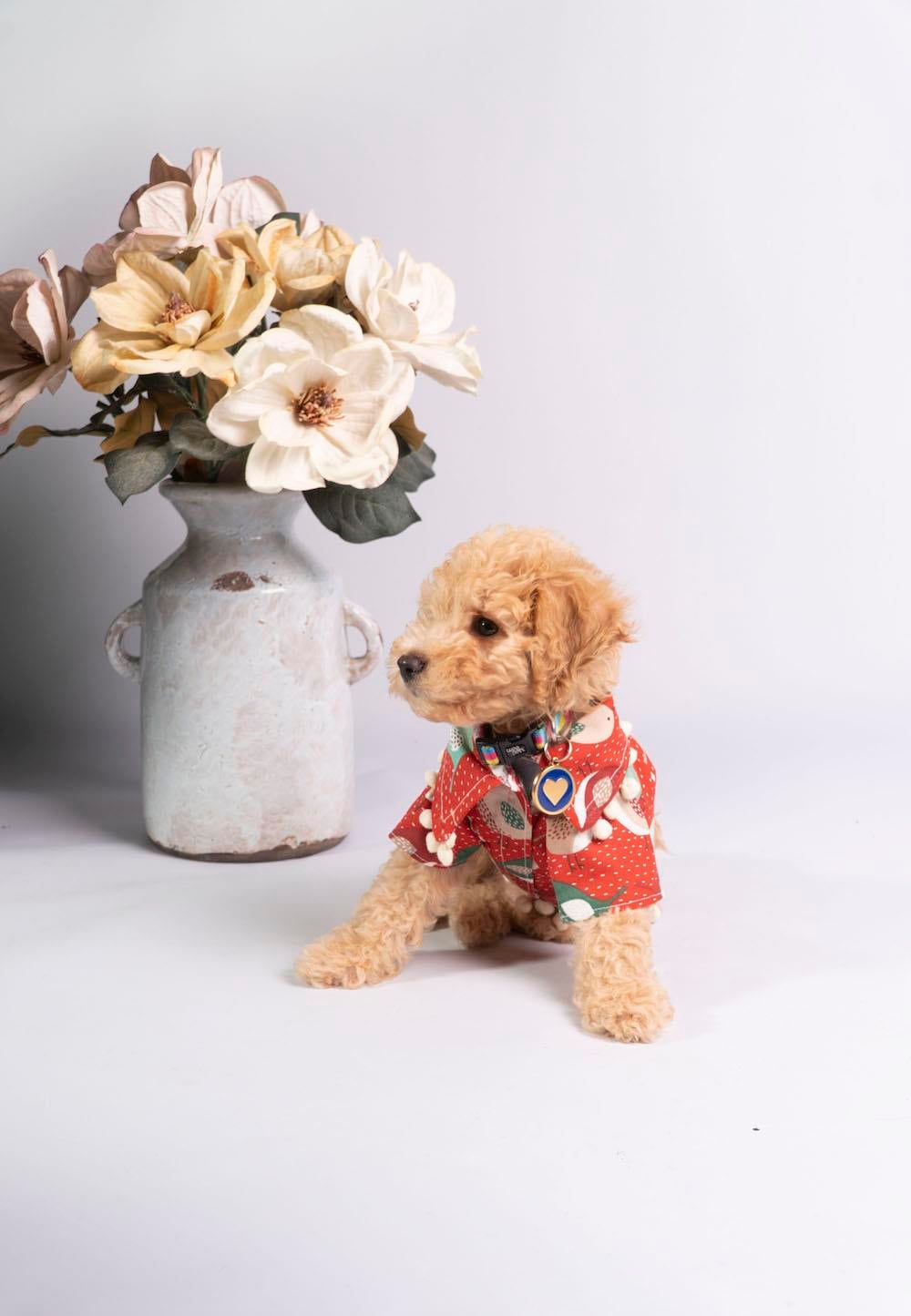 Kırmızı Kuş Desenli Köpek Gömleği – 4 Mevsim Şirin & Şık