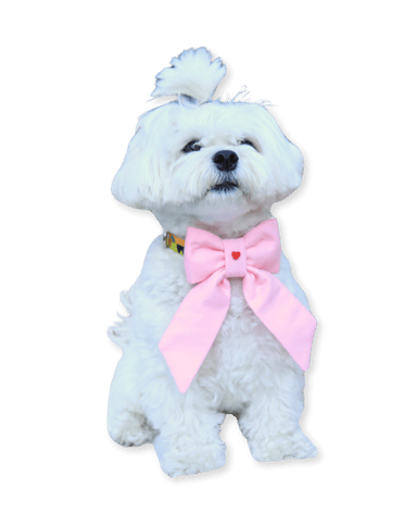 Miss Ribbon Köpek Fiyonk (Kurdele)