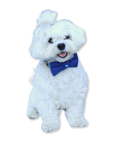 Mr Bow Tie Köpek Papyonu