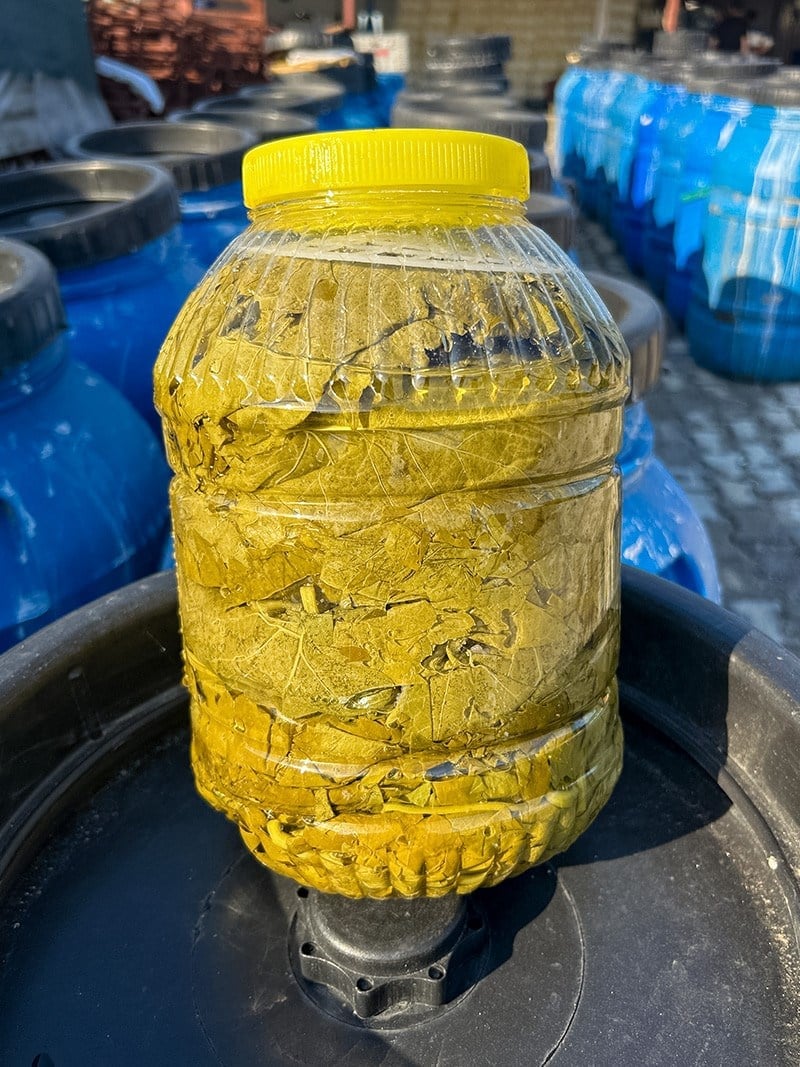 TOKAT ERBAA SALAMURA YAPRAK 5 LT BİDON 