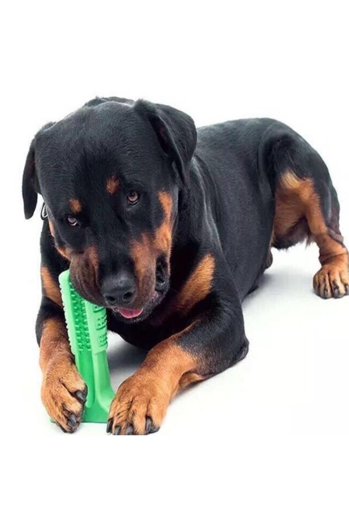 Köpek Diş Fırçası Isırma Aparatı Küçük  Boy, Köpek Dişlik Yeşil