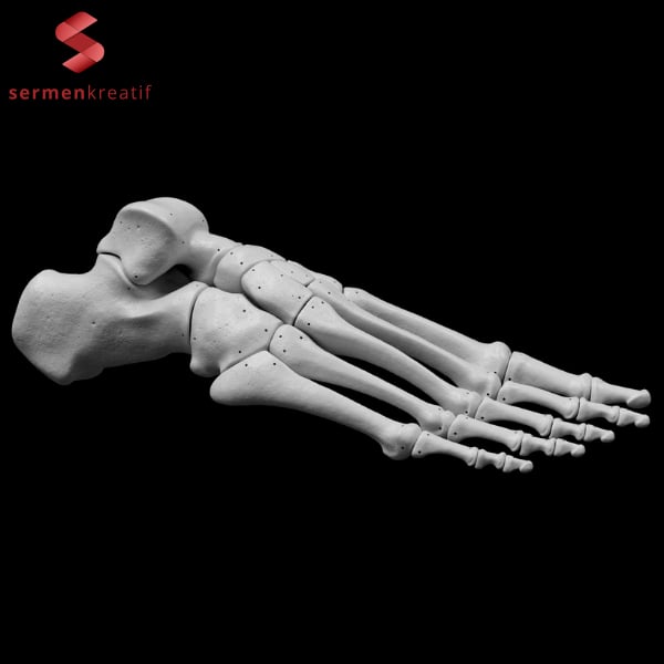 İnsan Sol Ayak Kemikleri 3D Baskı Modeli