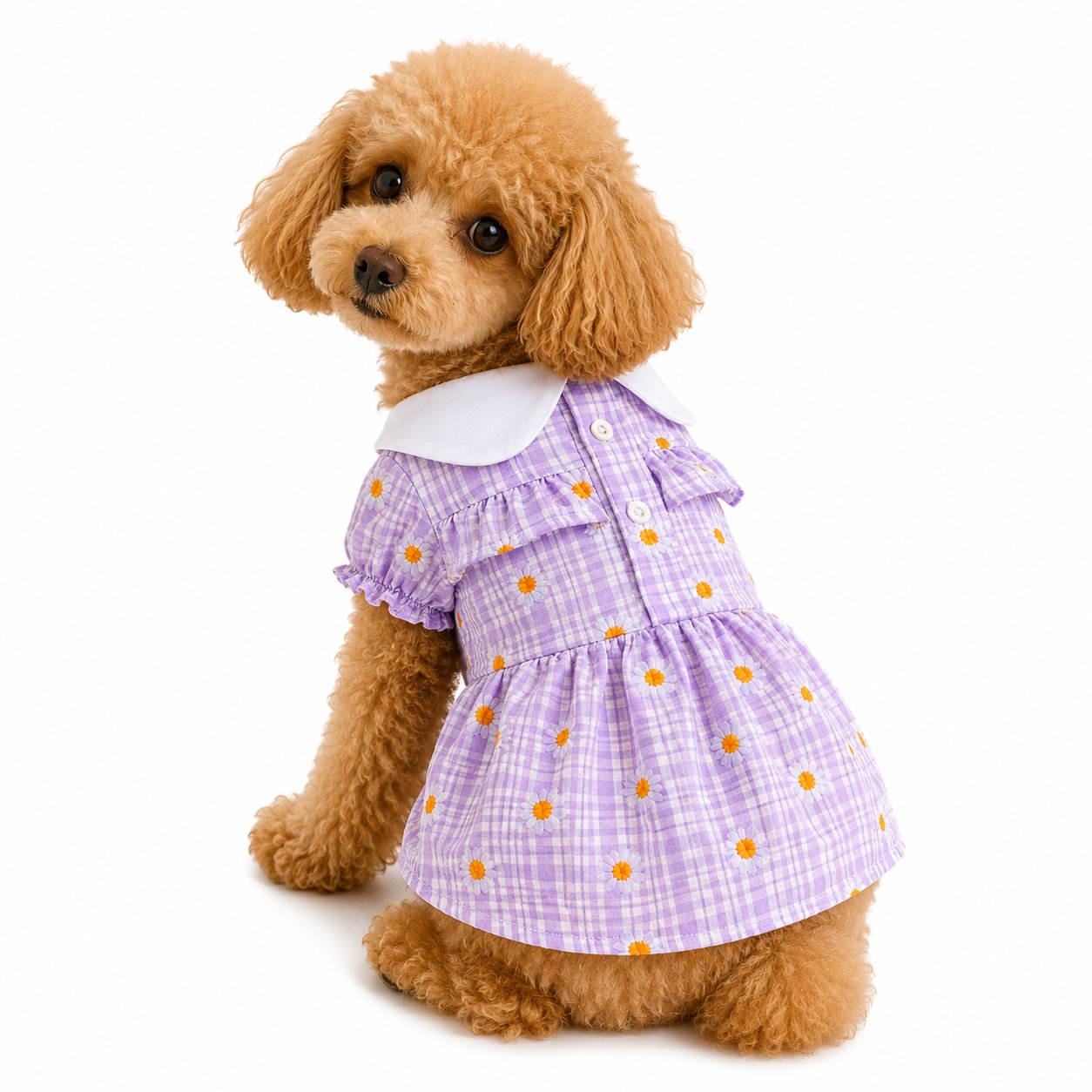 DolcePets Yakalı Papatya Elbise/Mor