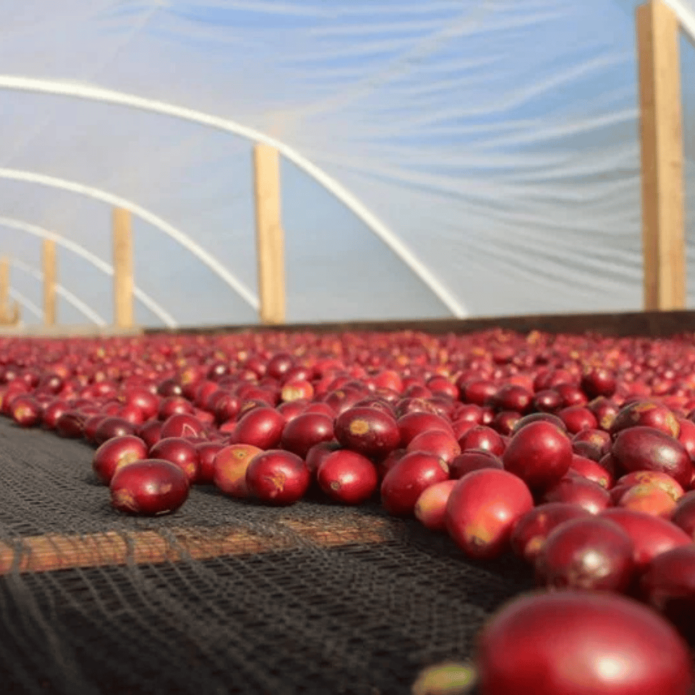 Kenya Wanrich Washed AA Yeşil Kahve (60 kg)