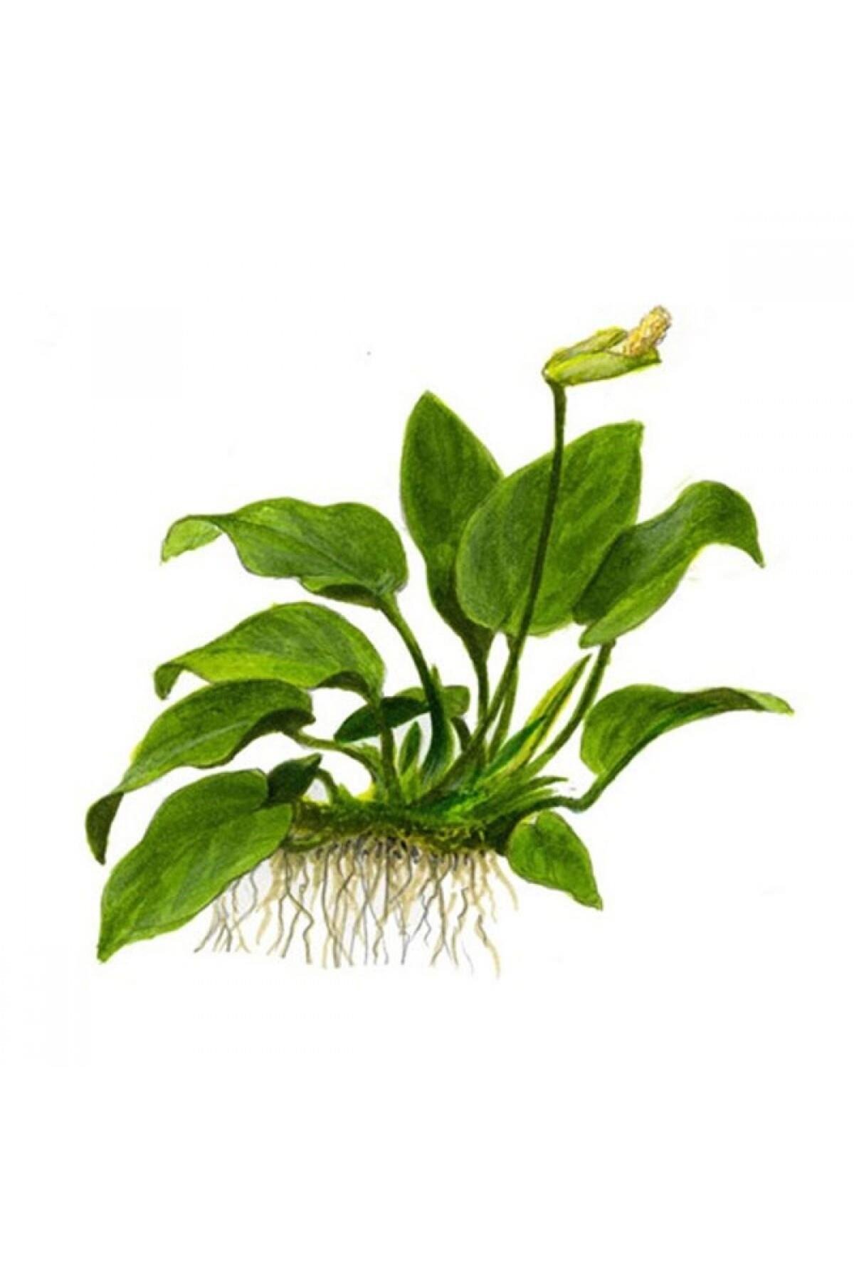 Anubias Barteri Nana, Akvaryum Canlı Bitkiler 4-7 Yaprak Bir Kök Kolay Bitki