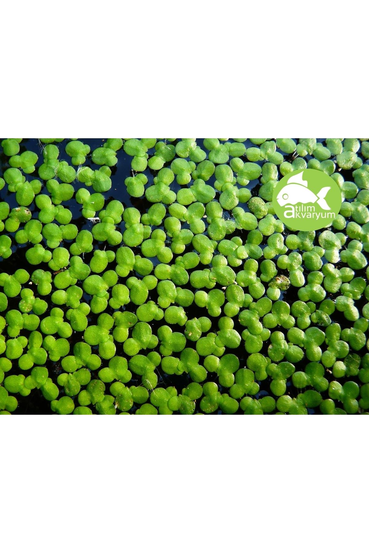 Su Mercimeği Akvaryum Su Üstü Bitkisi 100 Adet - Lemna Minor
