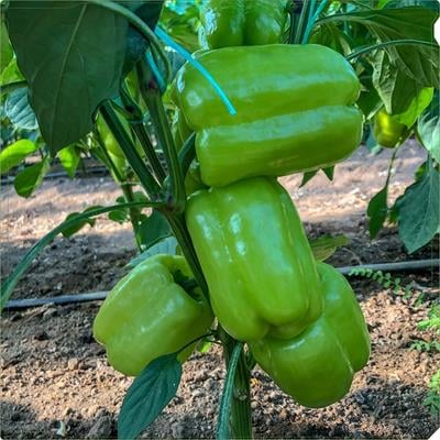 DOLMA BİBER
