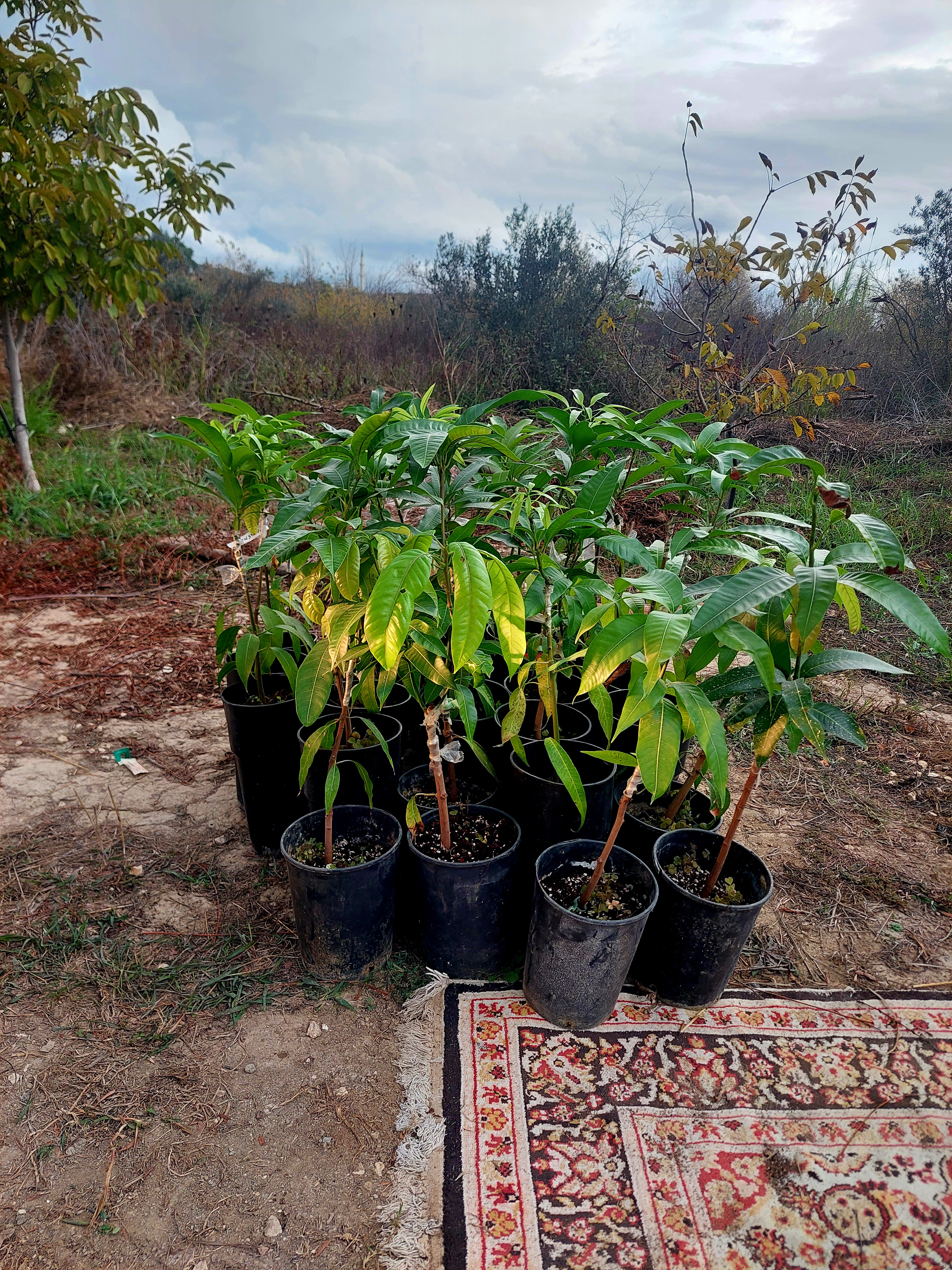 AŞILI MANGO FİDANI SENSATİON ÇEŞİDİ (YERLİ ÜRETİM)