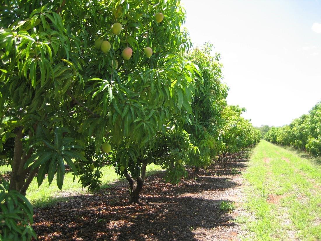 AŞISIZ MANGO FİDANI 2 YAŞ (2 ADET)