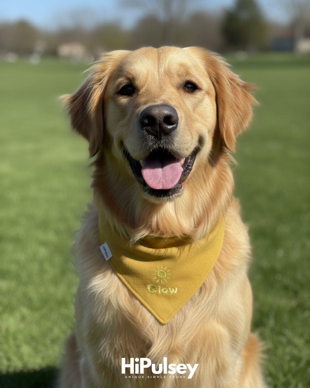 Glow Basic Köpek Bandanası