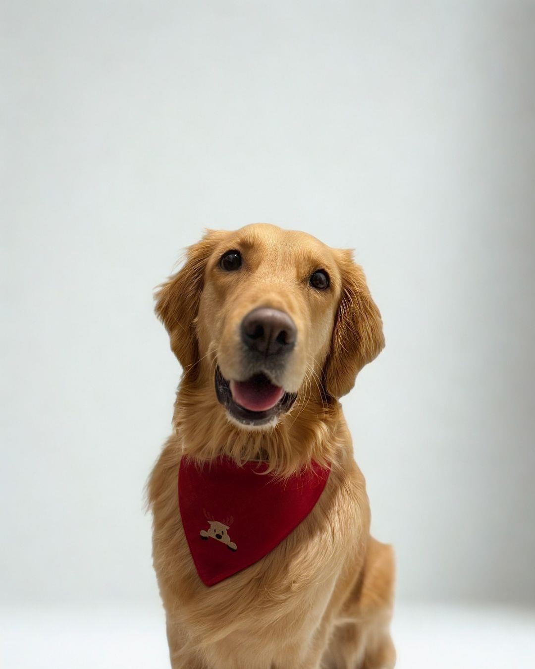 Minimalist Boynuzlu Köpek Figürlü Köpek Bandanası-Kırmızı