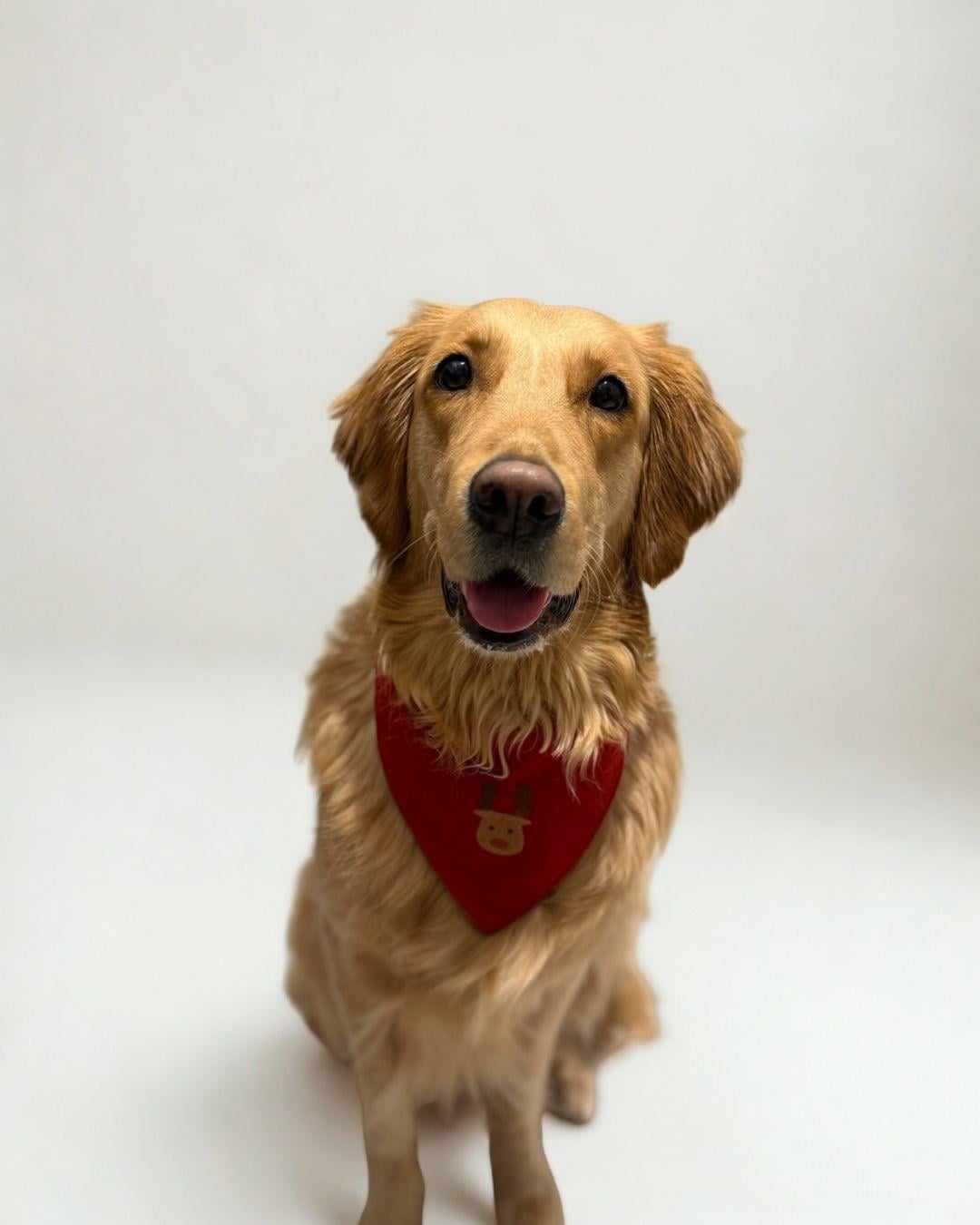 Yılbaşı Geyik Soft Köpek Bandanası-Kırmızı