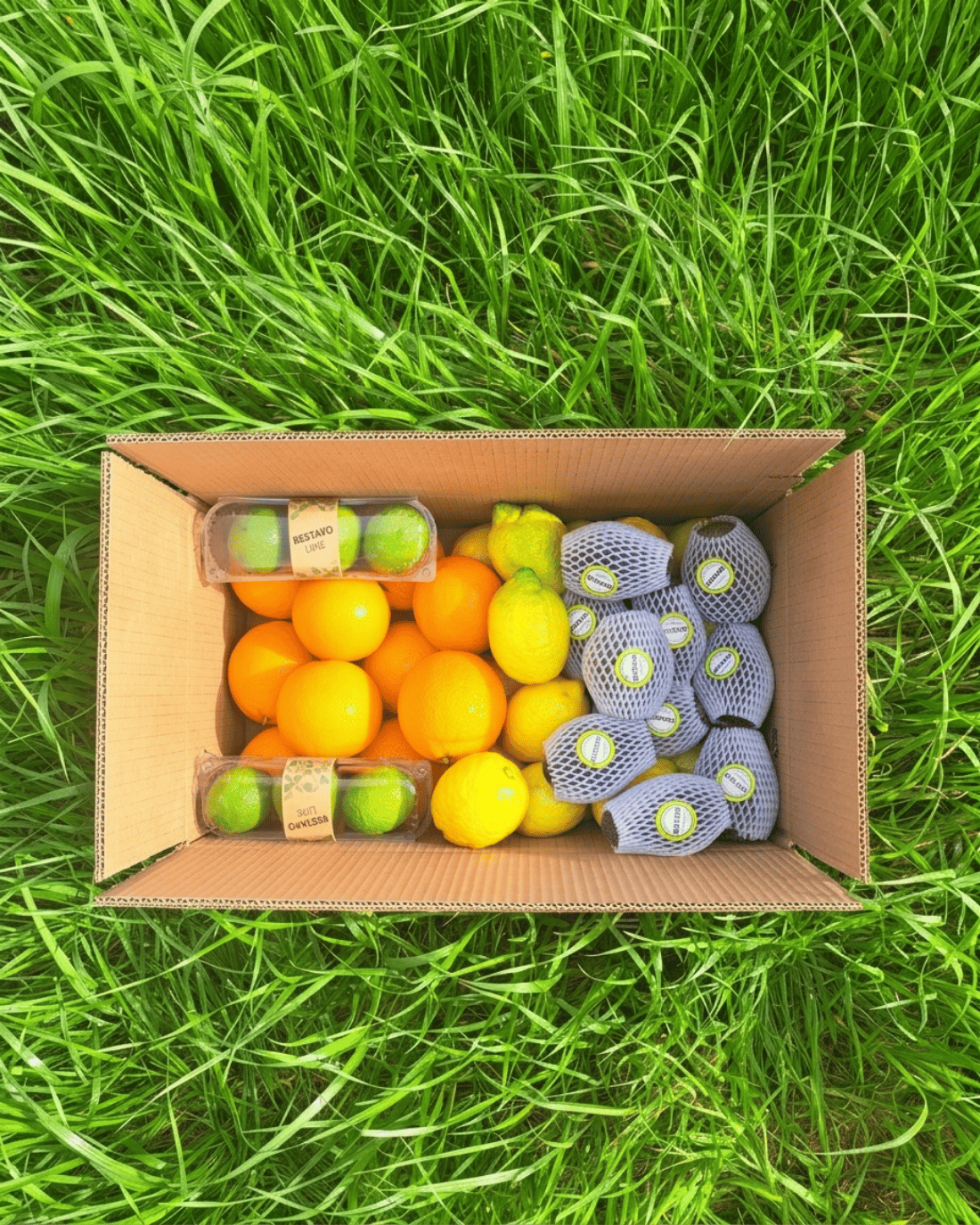 BESTAVO PAKET 2 ( PORTAKAL - AVOKADO - LIME - LIMON )