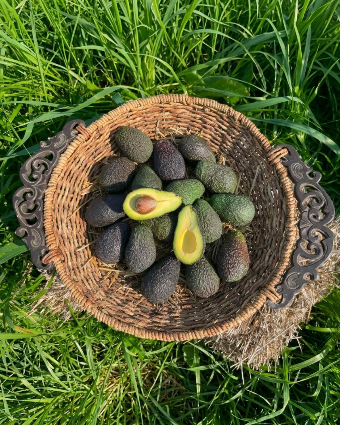 HASS AVOKADO