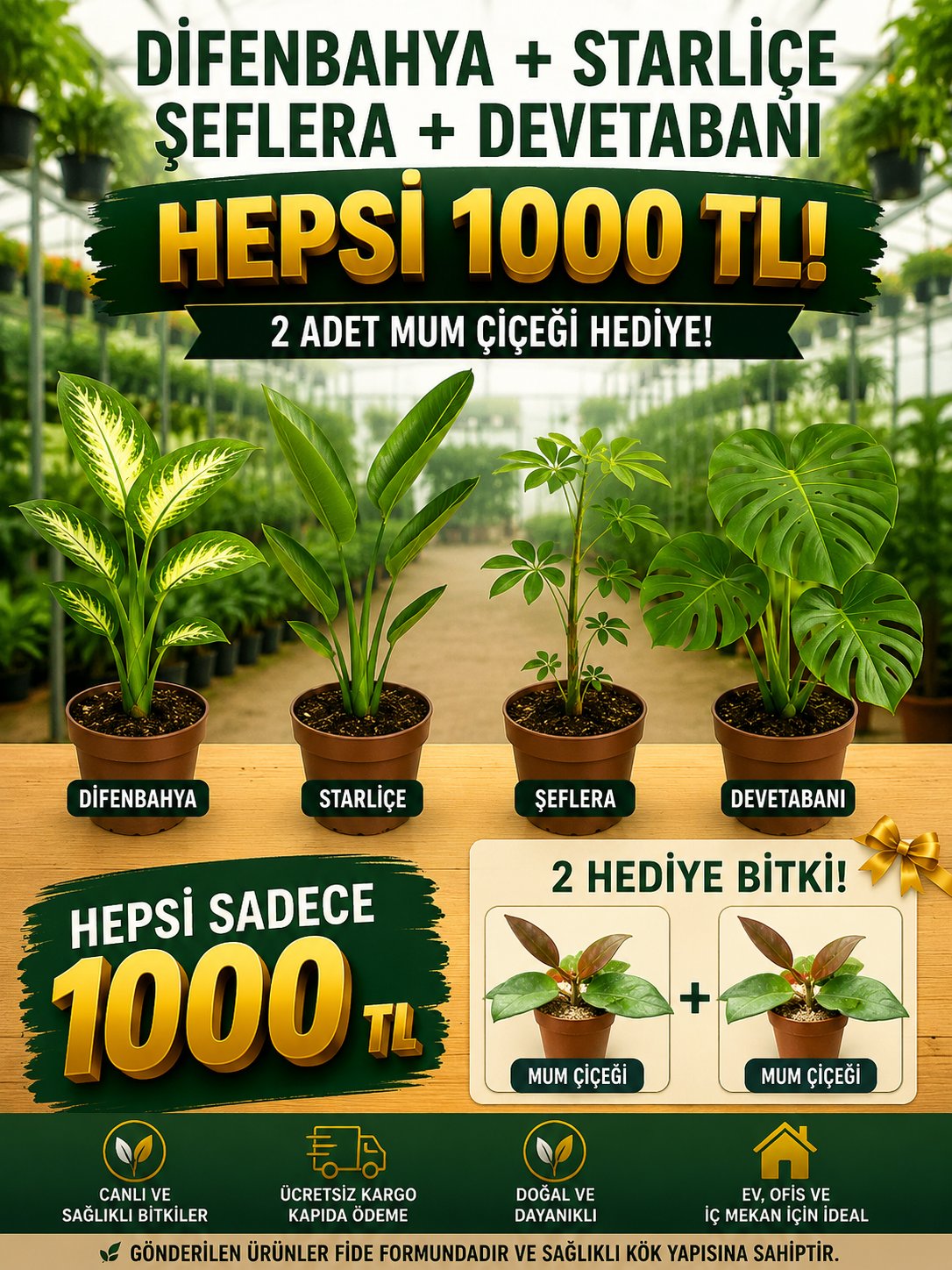🌿 Difenbahya + Starliçe + Şeflera + Devetabanı 4'lü Dev Salon Bitkisi Seti + Peperomia Umut & Mum Bitkisi Hediye