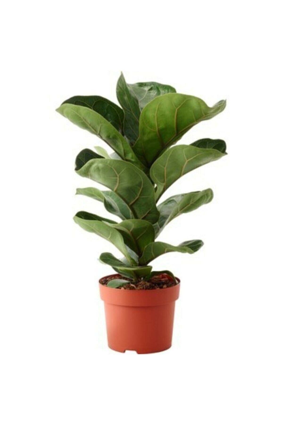 -ficus Lyrata
