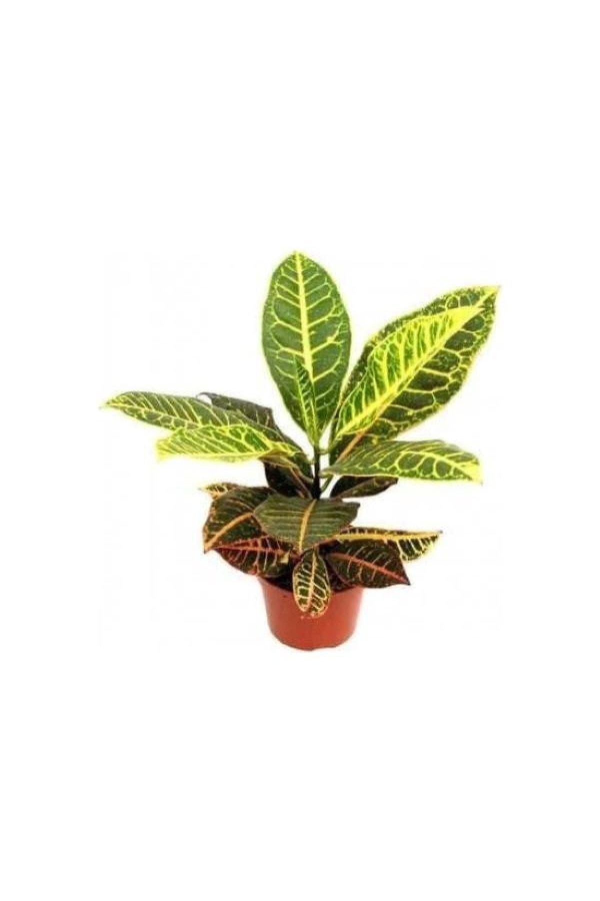 -kroton Croton Petra 20 - 40 Cm