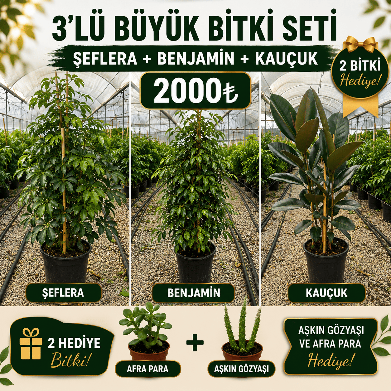 🌿 Şeflera + Benjamin + Kauçuk Bitkisi Seti | 3'lü Dev Salon Bitkisi + 2 Hediye