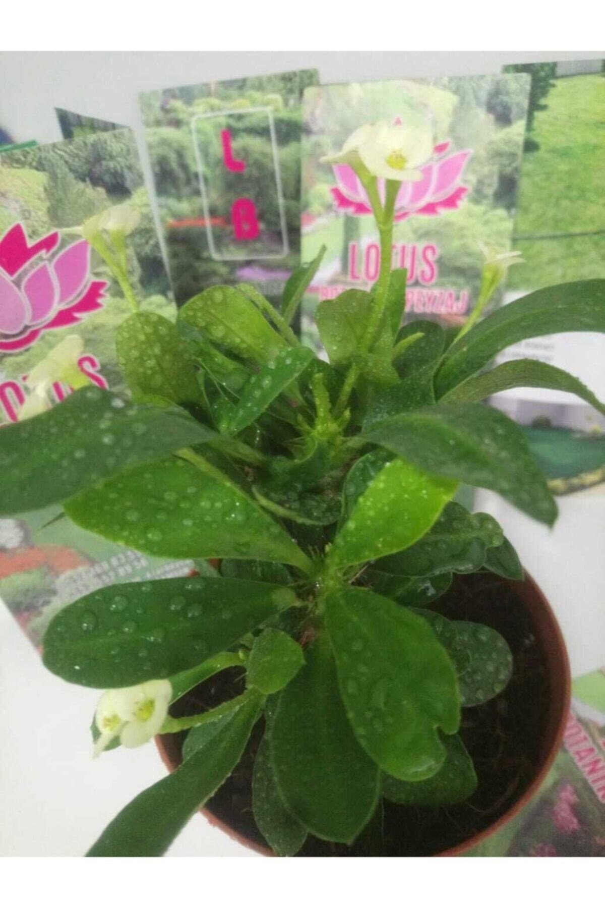 12lik Saksıda Euphorbia Milii Kaktüs Dikenler Tacı Beyaz Renkli