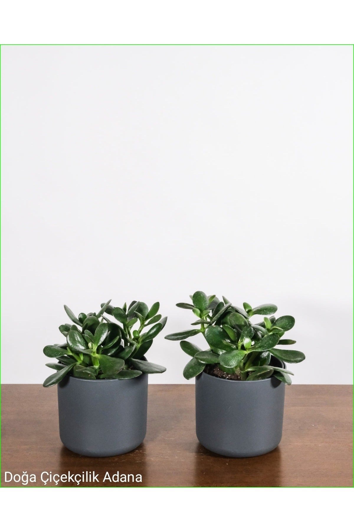 2 Adet Şık ve Su Hazneli Saksıda Para Ağacı Para Çiçeği Bereket Ağacı