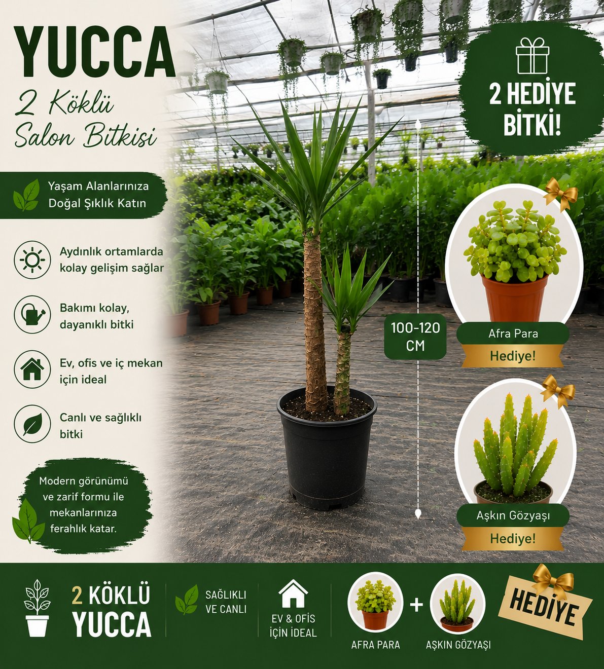 2 Köklü Dev Yuca Salon Bitkisi 100-120CM + Afra Para ve Aşkın Gözyaşı HEDİYE!