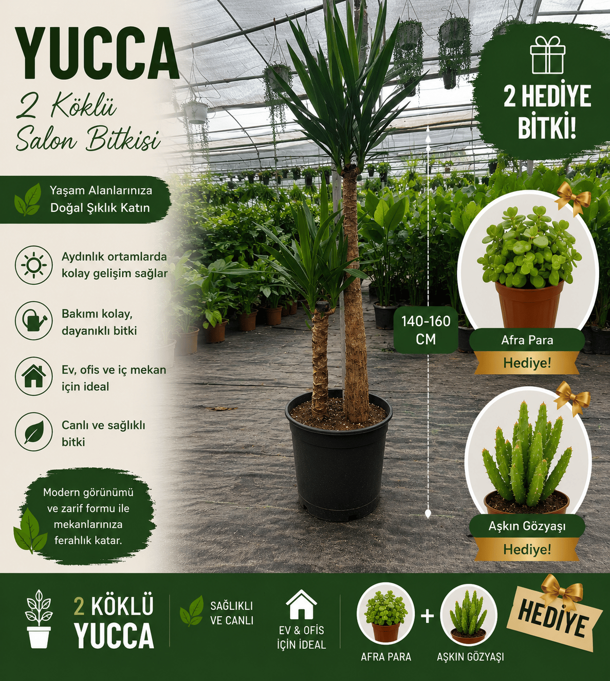 2 Köklü Dev Yuca Salon Bitkisi 140-160CM + Afra Para ve Aşkın Gözyaşı HEDİYE!
