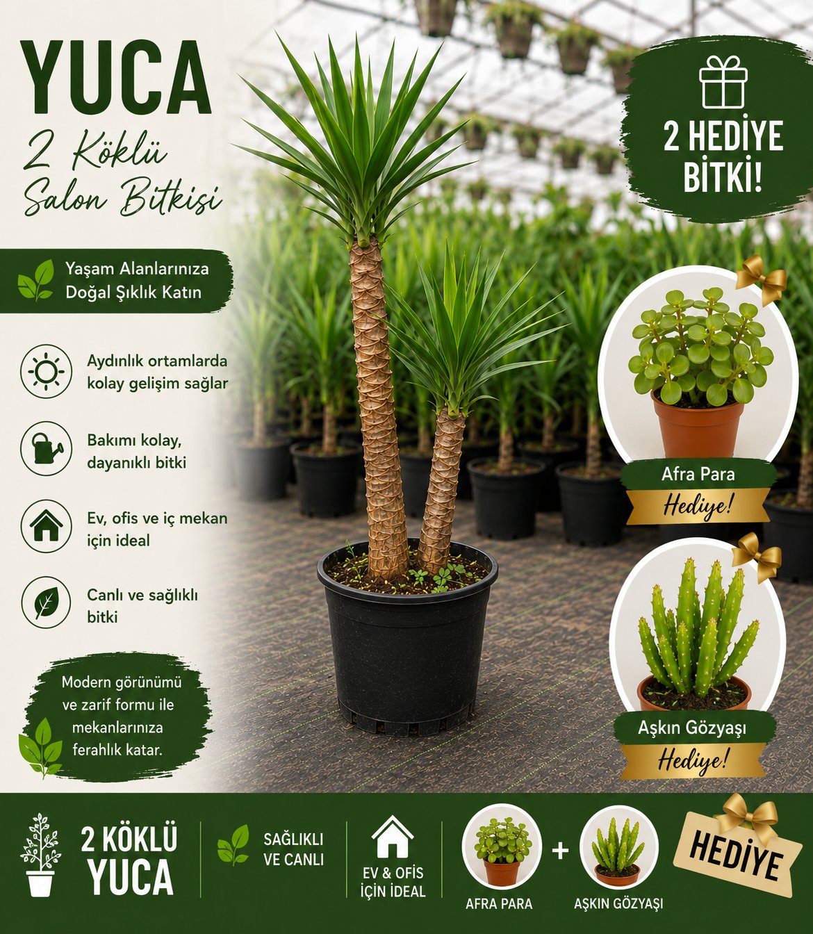 2 Köklü Dev Yuca Salon Bitkisi 140-160CM + Afra Para ve Aşkın Gözyaşı HEDİYE!