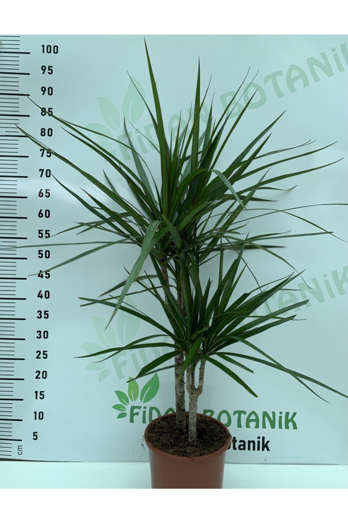 2’li Marginata