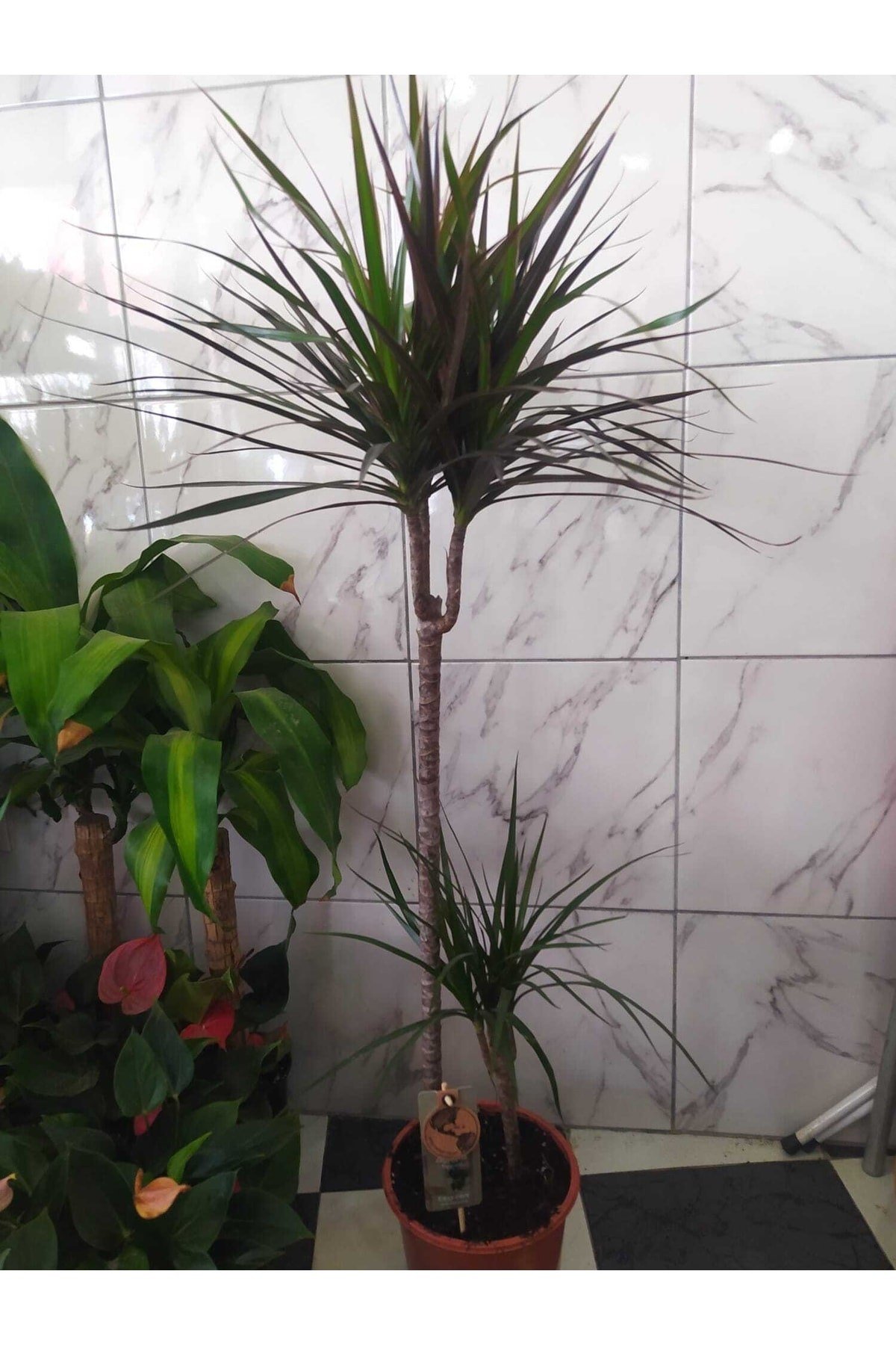 2 ' Marginata Ithal Canlı