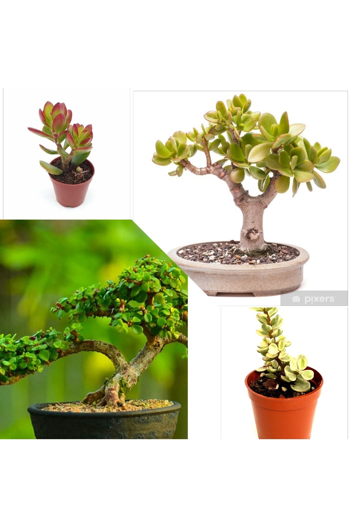 2 Tür Para Ağacı Crassula Ovata+Yeşim Ağacı Fidesi lle8e