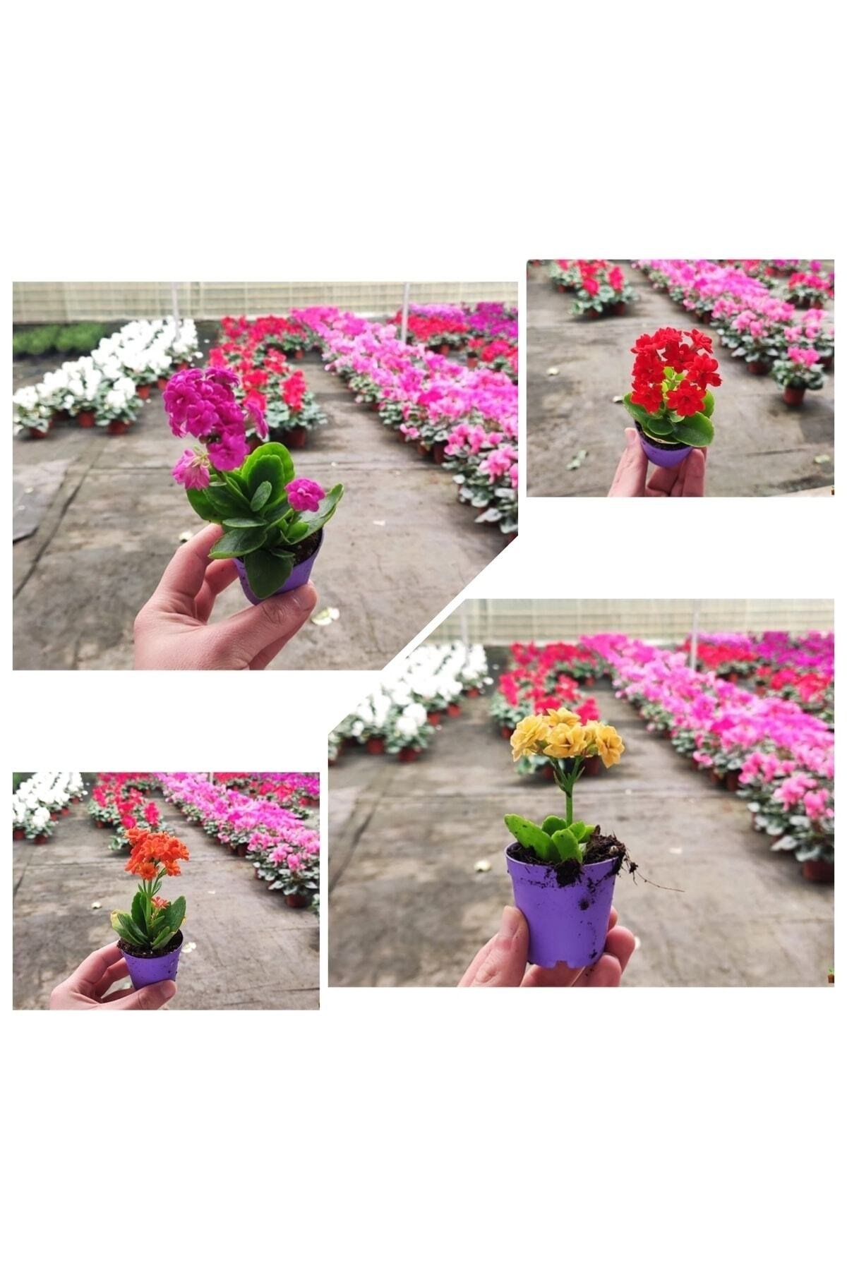 25 Adet Karışık Renklerde Kalanşo Fidöesi Kalanchoe