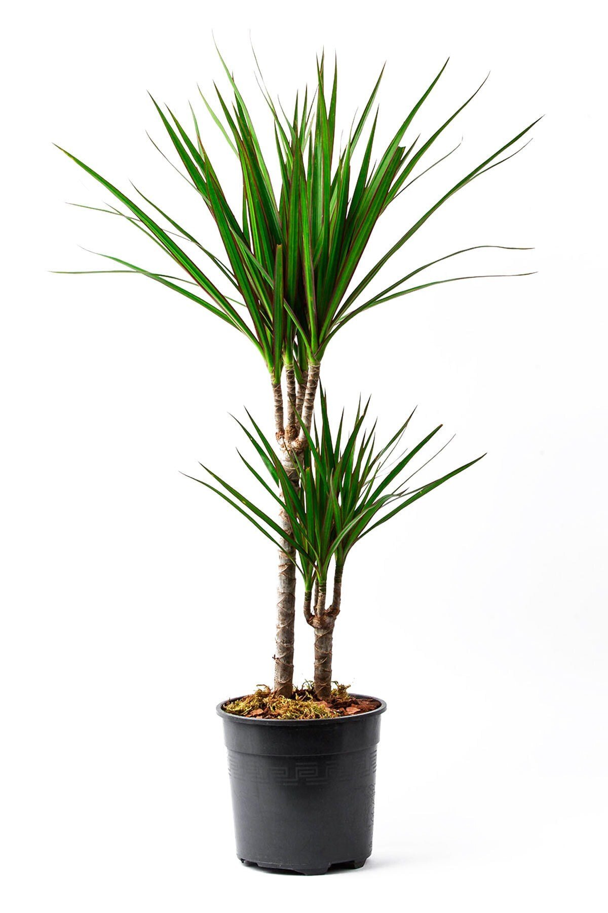 2'li Dracena Marginata Bonsai