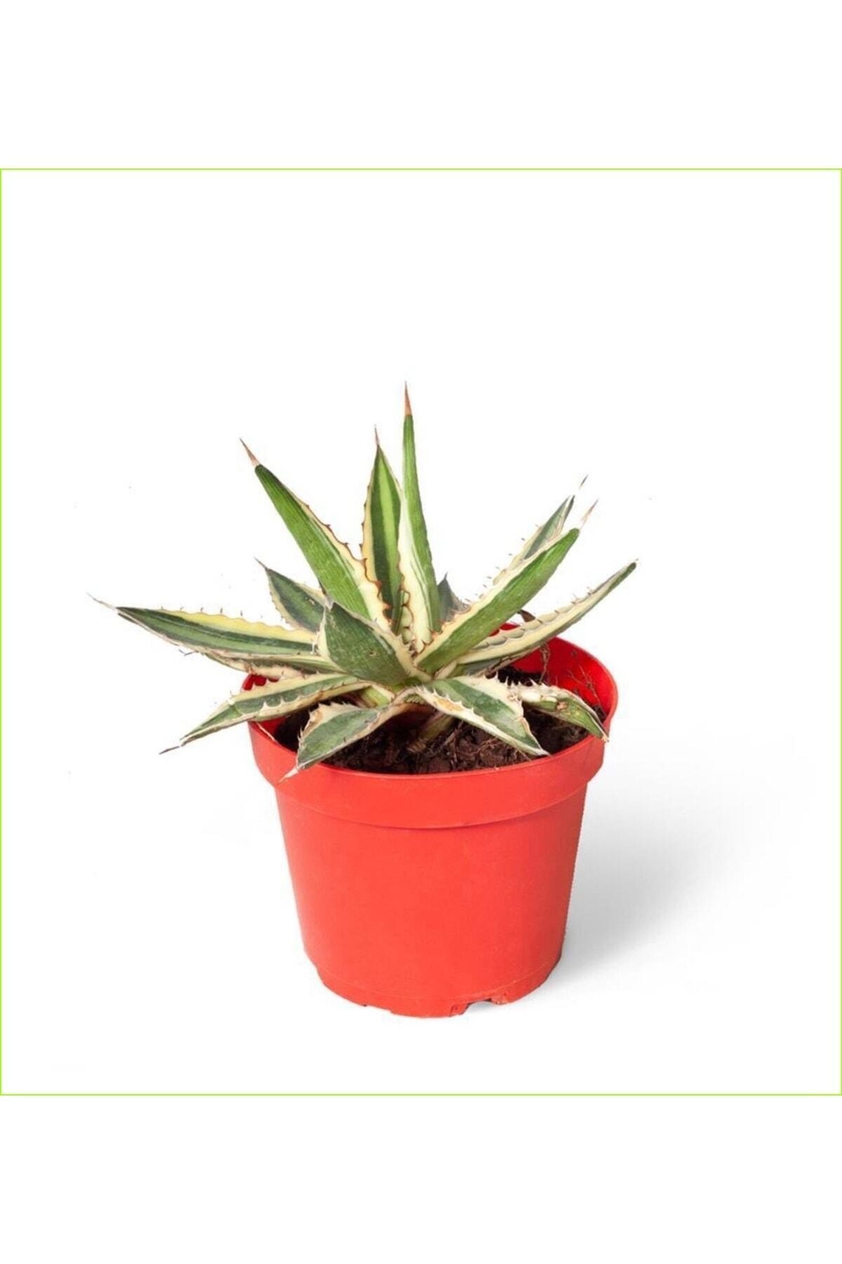 3 Adet Alacalı Agave 8.5 Saksılı Nmsn