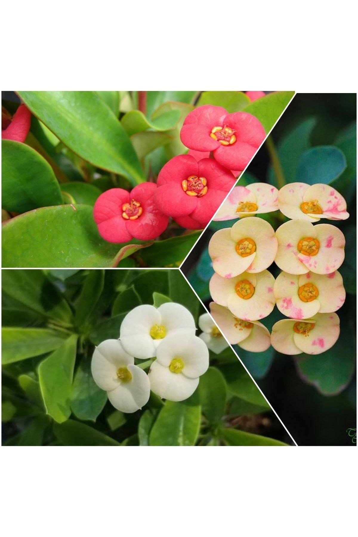 3 Adet Dikenler Tacı Sarı-kırmızı-beyaz Doğa Flora