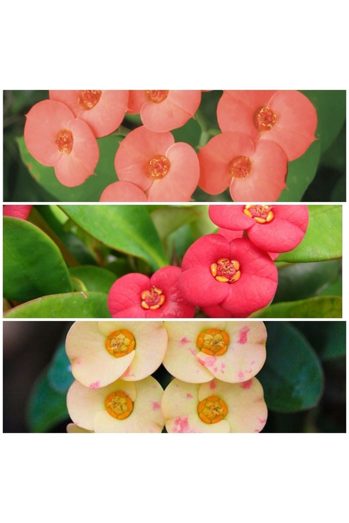 3 Adet Dikenler Tacı Sarı-kırmızı-pembe Doğa Flora