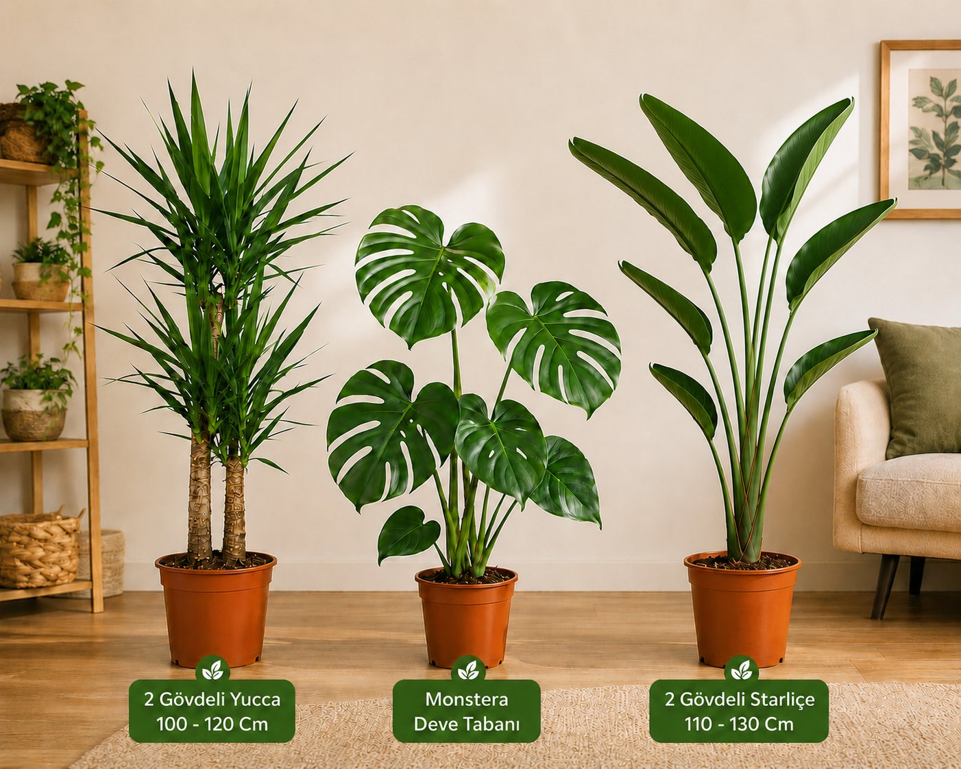 3'lü Salon Bitkisi Seti | 2 Gövdeli Yucca 100-120 cm + Monstera Deve Tabanı + 2 Gövdeli Starliçe 110-130 cm | Canlı İç Mekan Bitkileri