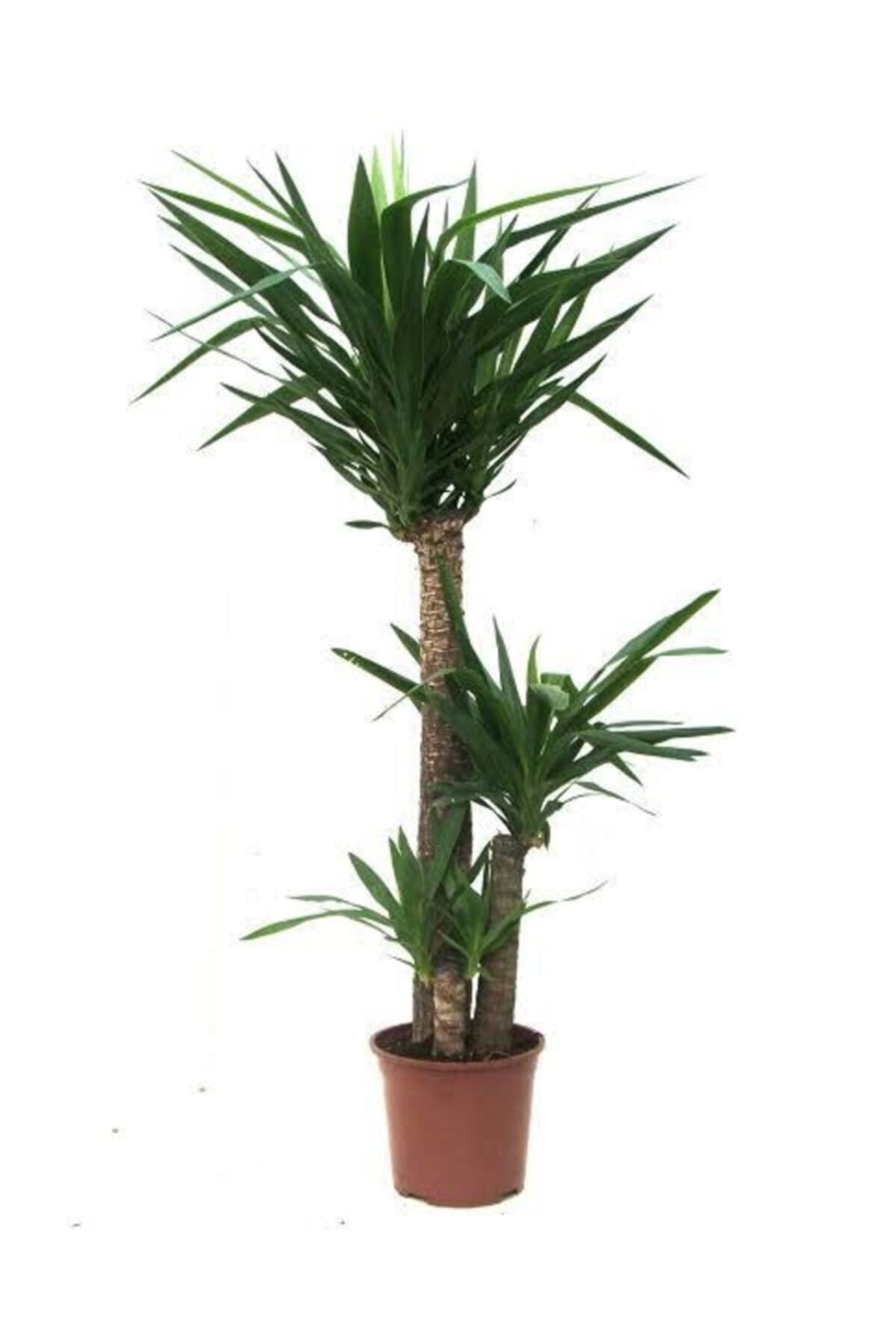 3'lü yuka ağacı  100-120 cm