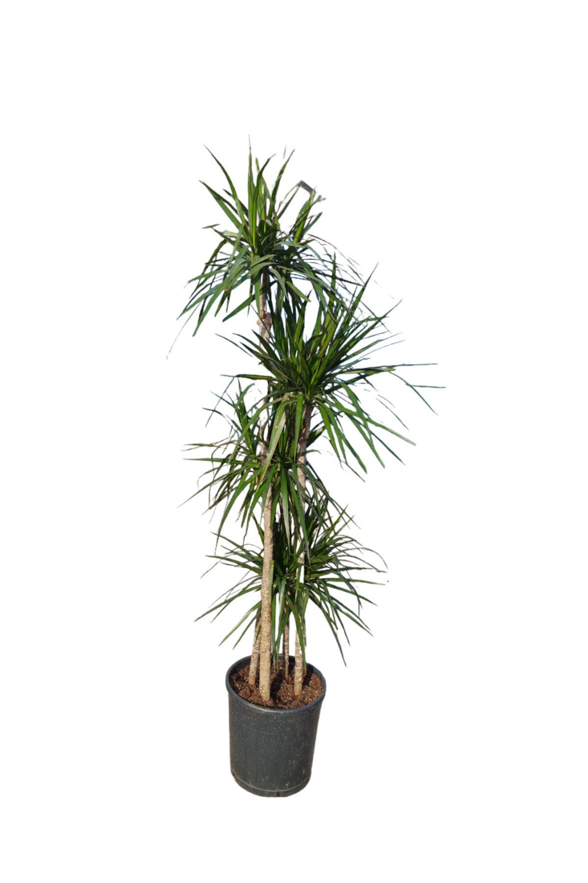 4-6 GÖVDELİ BÜYÜK DRACENA MARGİNATA SALON BİTKİSİ