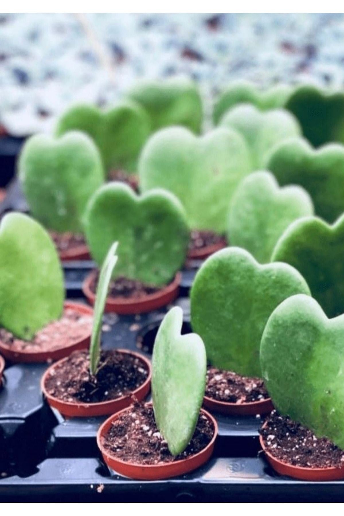 5.5 saksıda Hoya Kerrii Kalp Kaktüsü Hediye Çiçek