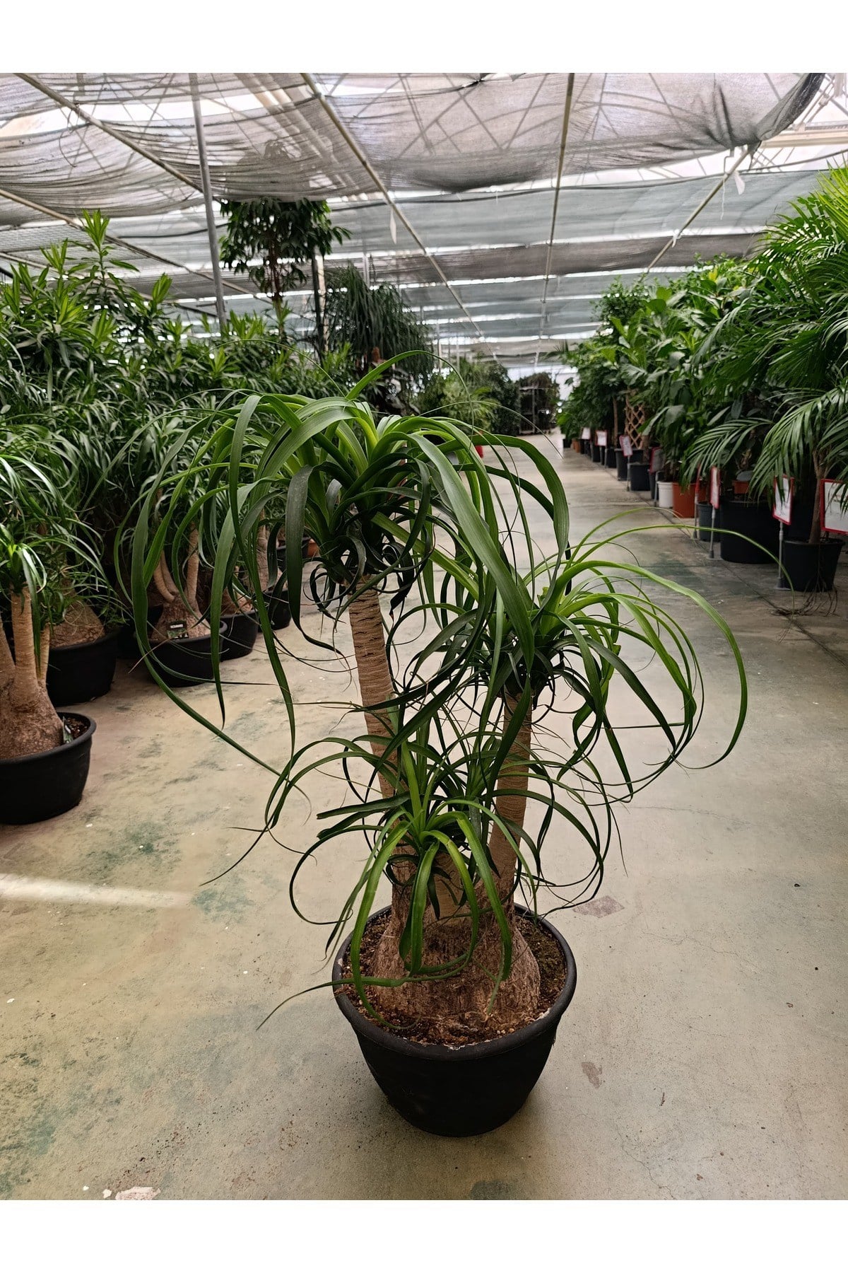 60 cm Beaucarnea Guatemalensis Bitkisi