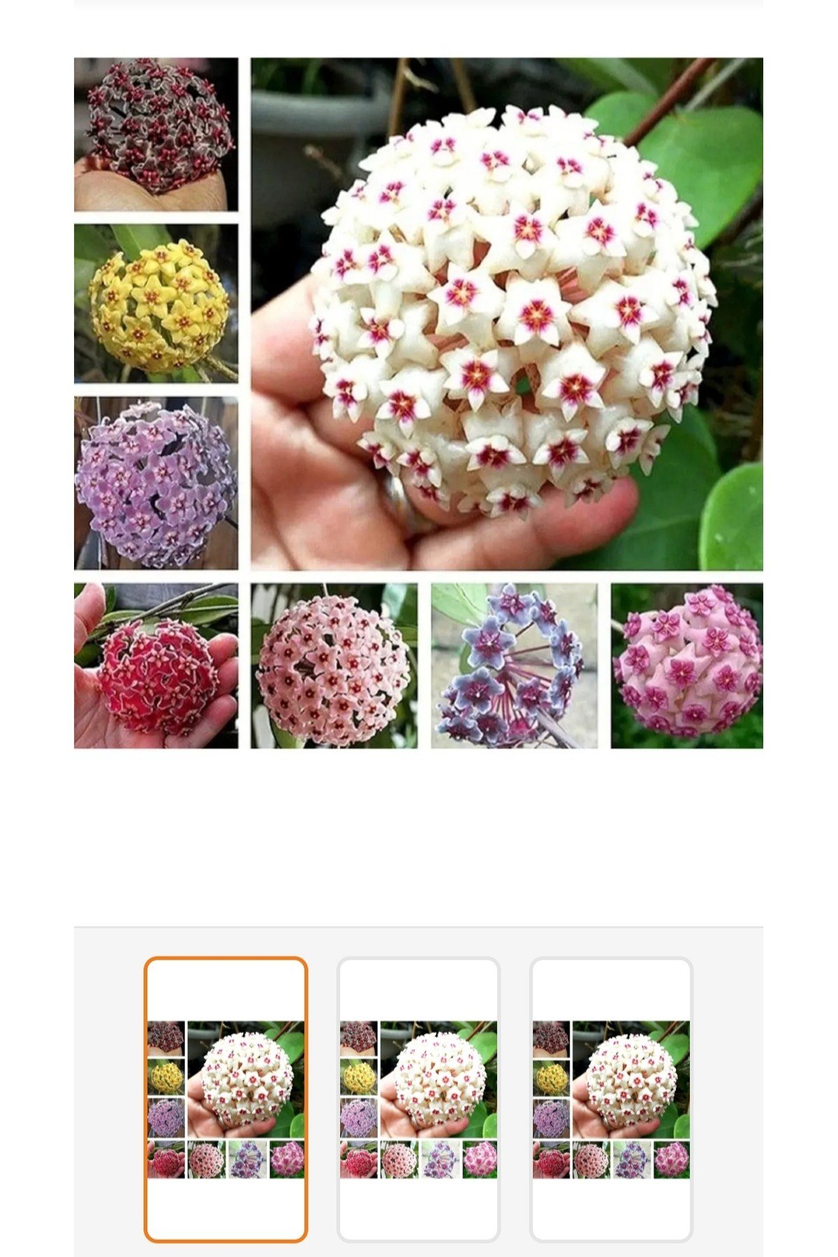8 Adet 8 Ayrı renklerde 5.5 saksıda kokulu mum çiçegi fidanı