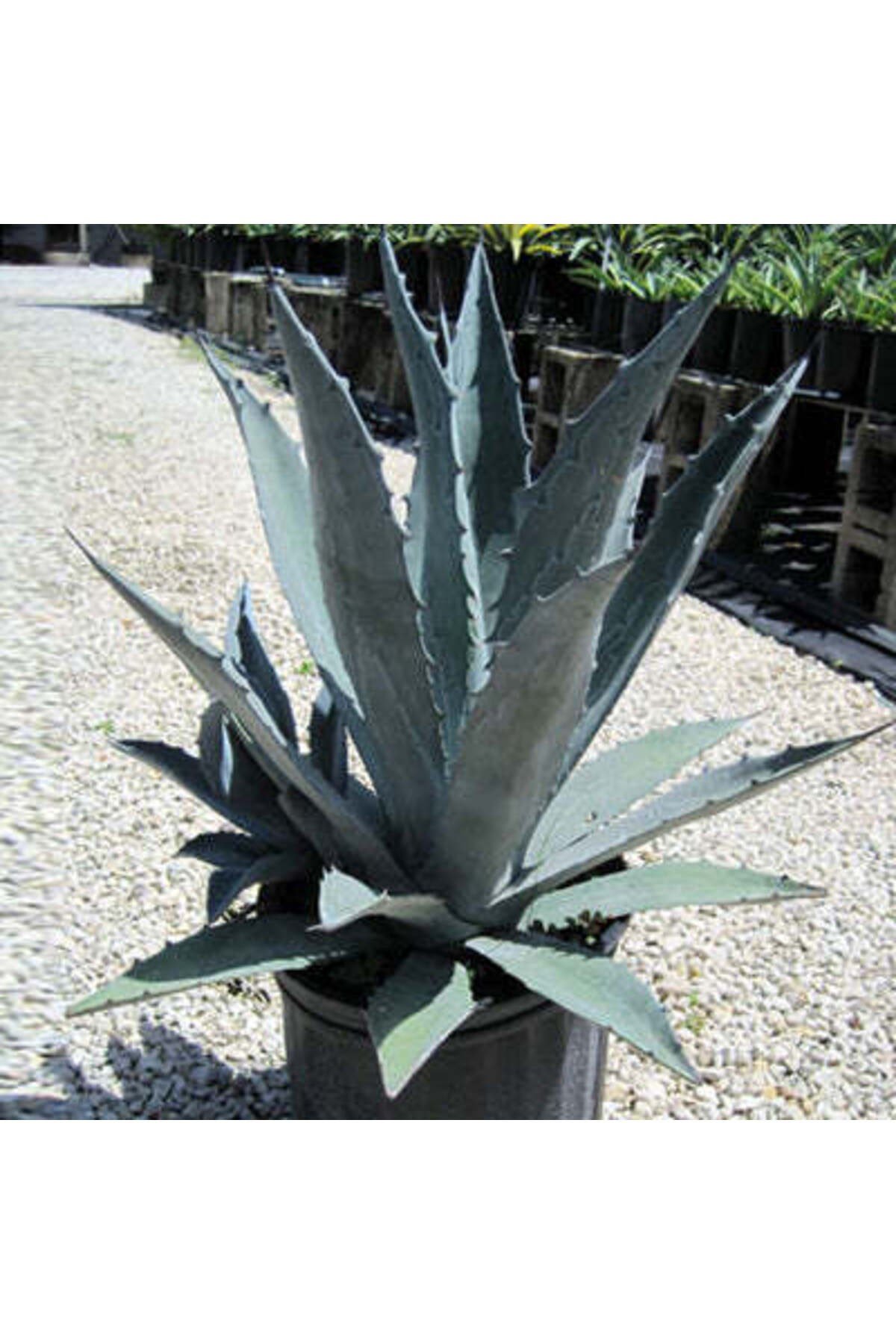Agave americana (20 lt)