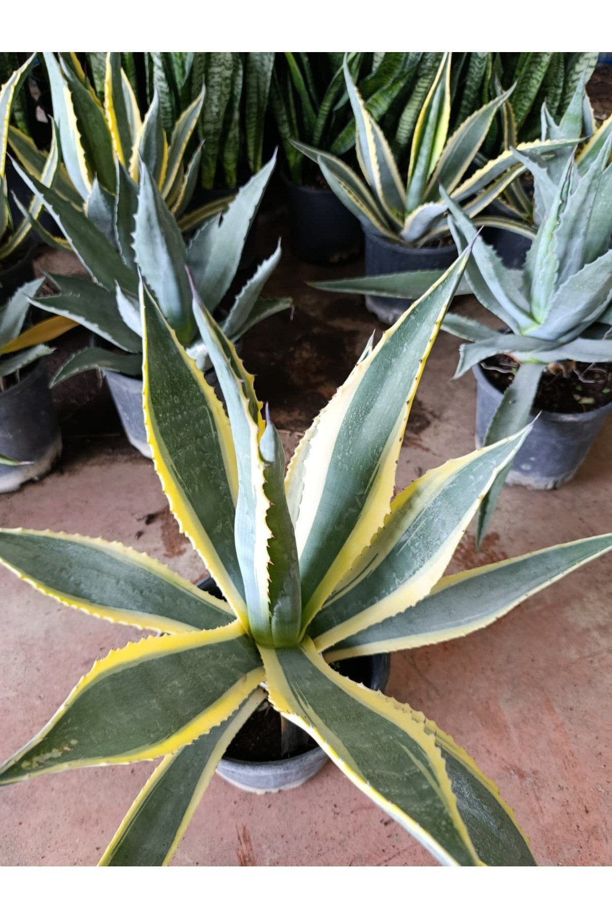 Agave Americana Marginata Alacalı Amerikan Sabır Ağacı
