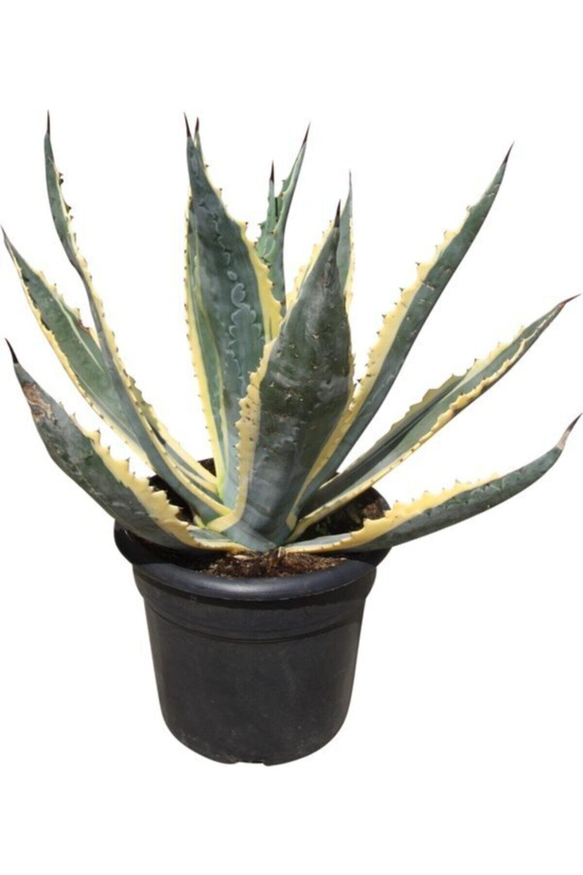 Alacalı Agave Americana Sabır Bitkisi