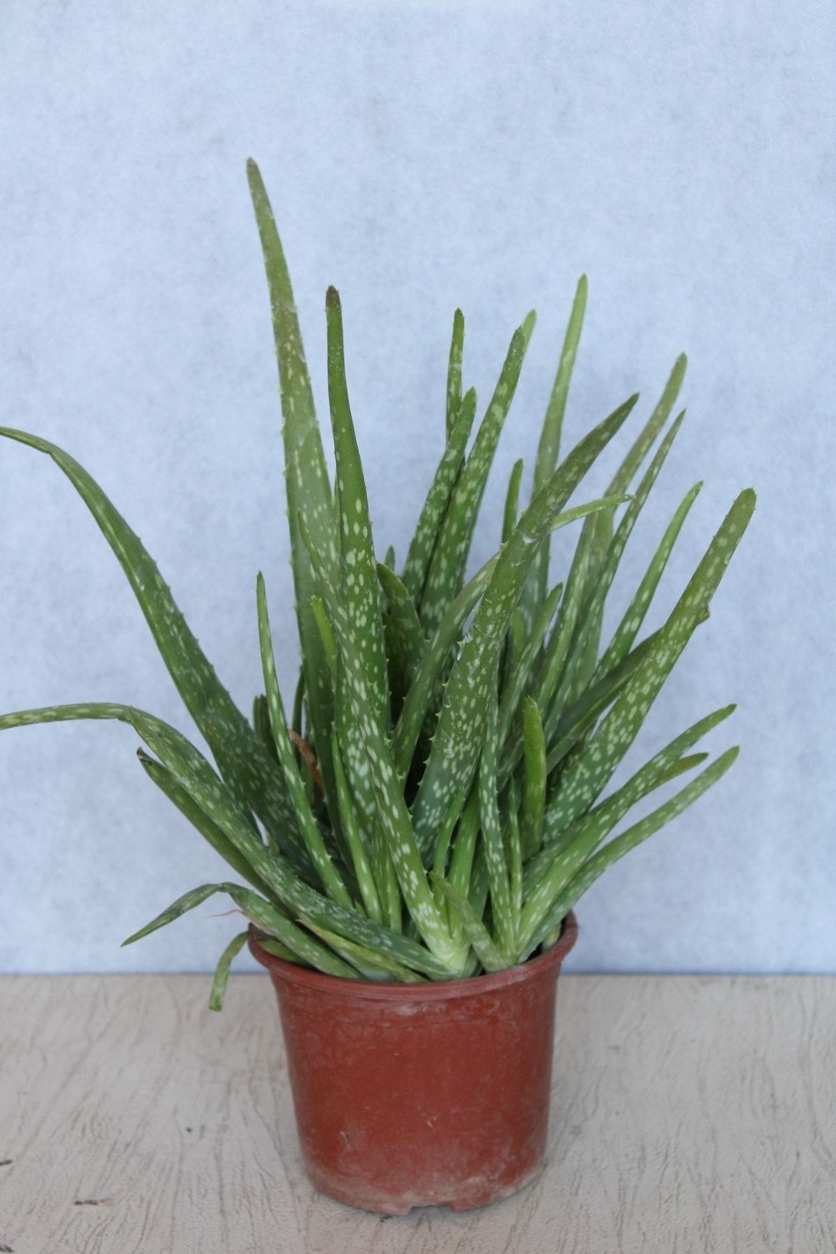 Aleovera Bitkisi 30-40 cm