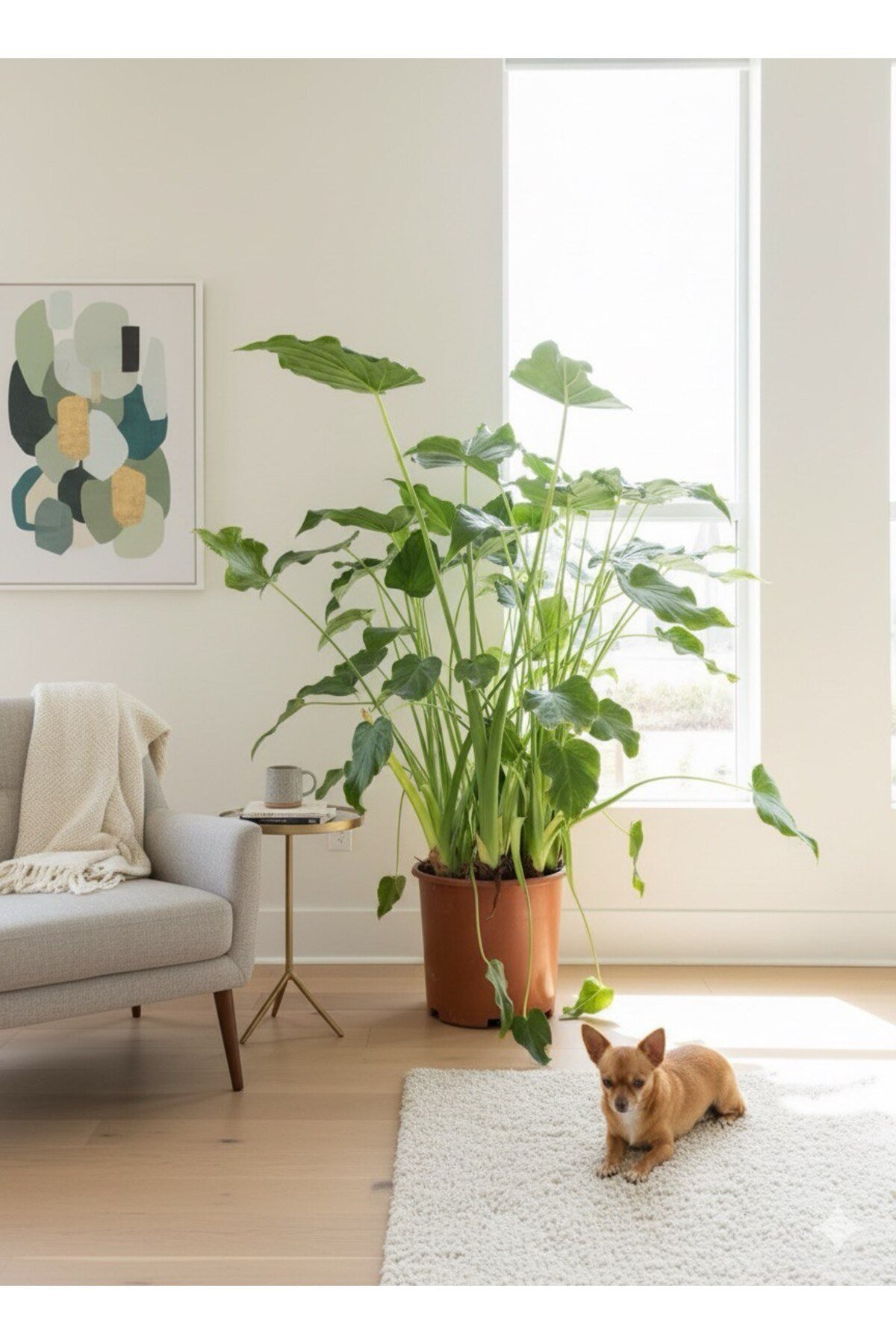 Alocasia Cucullata, Buda’nın Eli Fil Kulağı Bitkisi 130- 140 cm