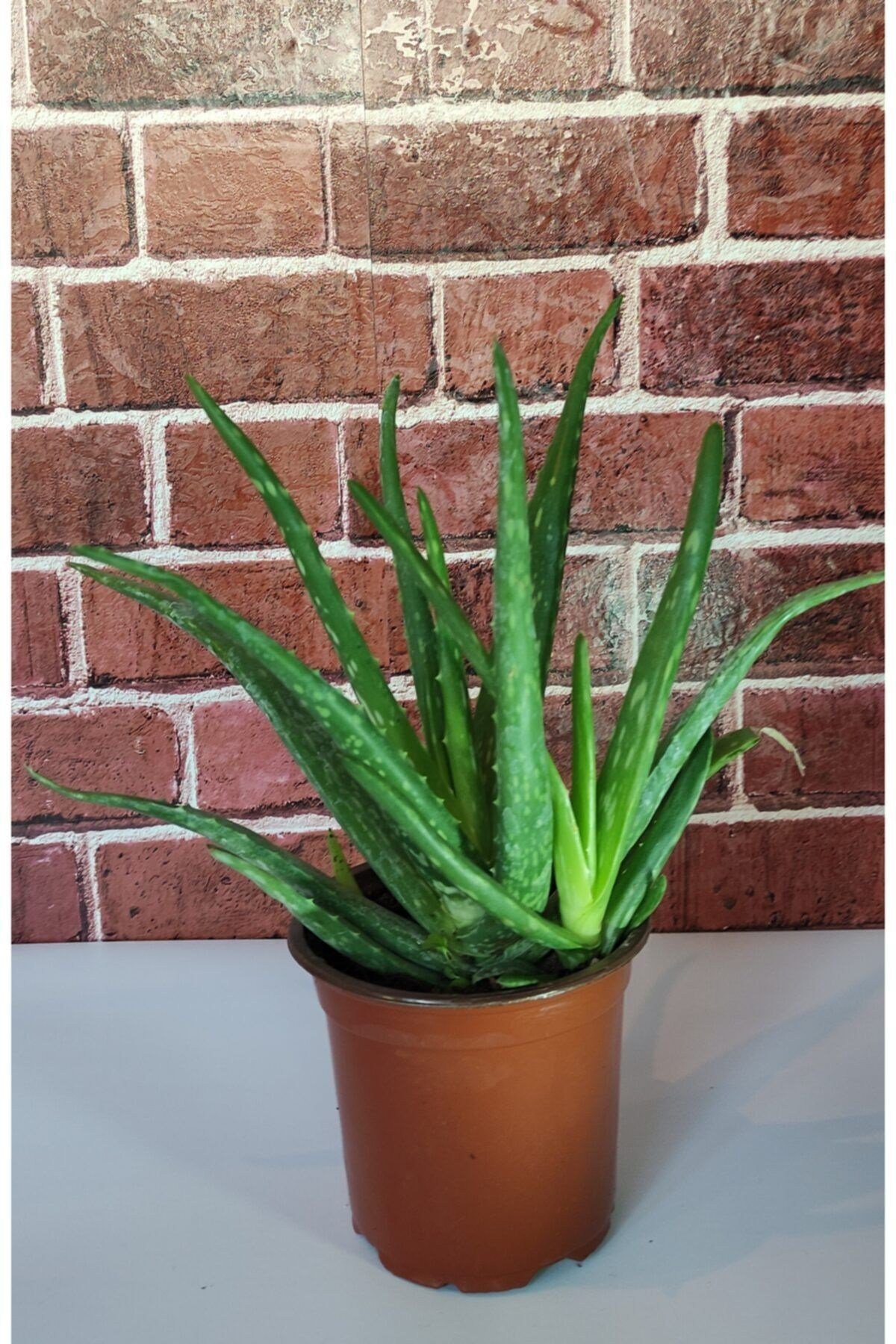 Aloevera